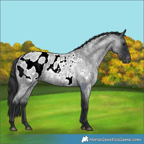 Horse Color:Blue Roan Blanket Rabicano 