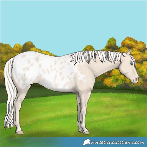 Horse Color:Cremello Blanket 