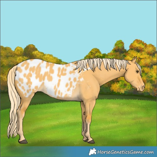 Horse Color:Palomino Dun Blanket