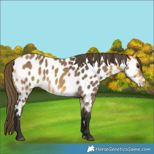 Horse Color:Buckskin Near Leopard 