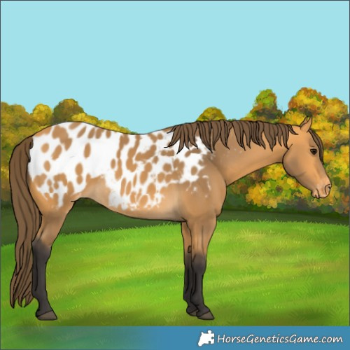 Horse Color:Buckskin Blanket