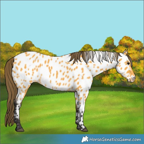 Horse Color:Buckskin Near Leopard