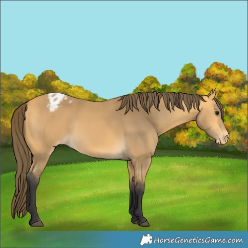 Horse Color:Buckskin Blanket 