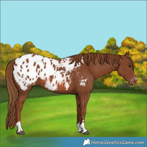 Horse Color:Chestnut Blanket