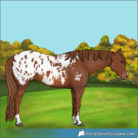 Horse Color:Chestnut Blanket 