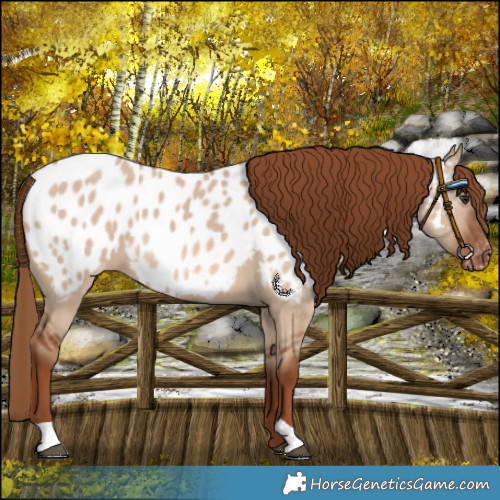 Horse Color:Red Dun Near Leopard