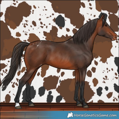 Horse Color:Bay Varnish 