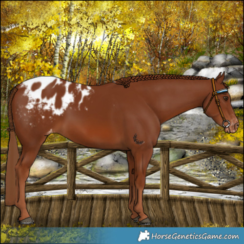 Horse Color:Chestnut Blanket 