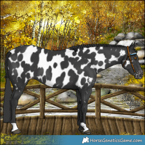 Horse Color:Black Near Leopard