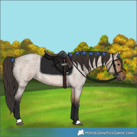 Horse Color:Bay Roan Dun 