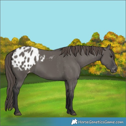Horse Color:Grullo Blanket 
