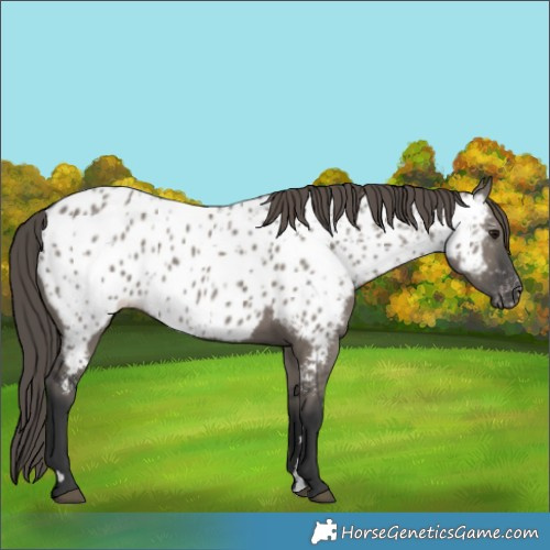 Horse Color:Grullo Near Leopard 