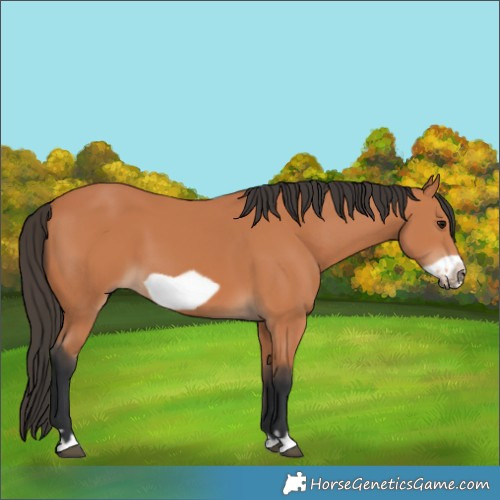 Horse Color:Bay Frame