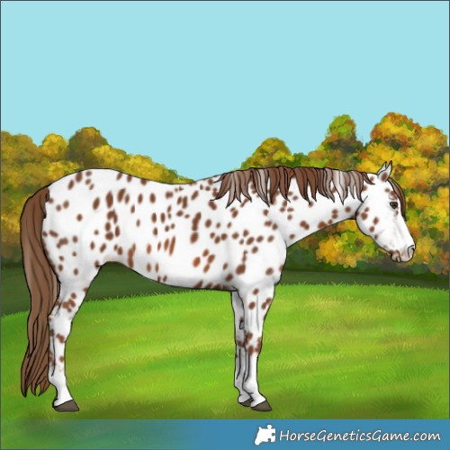 Horse Color:Chestnut Near Leopard 