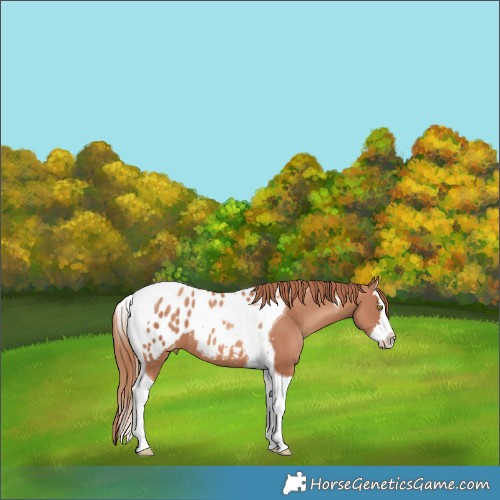 Horse Color:Gold Champagne Splash Tobiano Blanket 