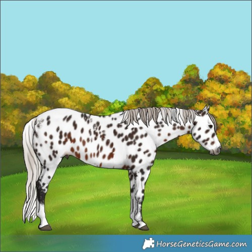 Horse Color:Powder White Gray Silver Brown Tobiano Skewed LP Spotted Rabicano 