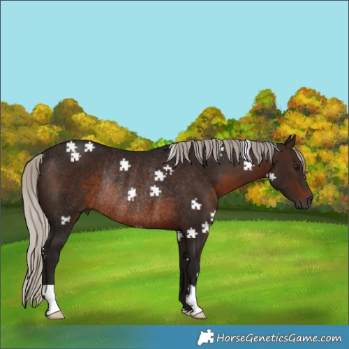 Horse Color:Gray Silver Brown Rabicano 