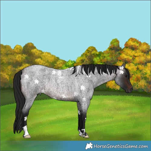 Horse Color:Gray Bay Roan Rabicano