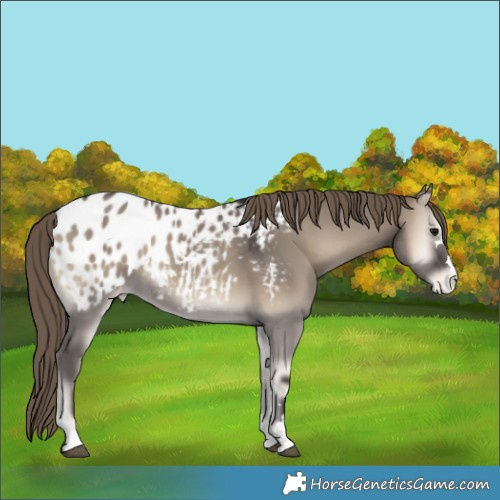 Horse Color:Smoky Grullo Onyx Blanket 