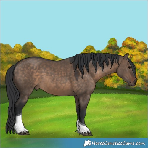 Horse Color:Brown Dun Tobiano 