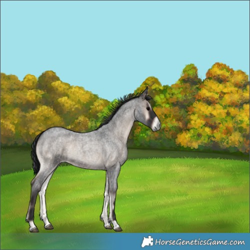 Horse Color:Blue Onyx Roan 
