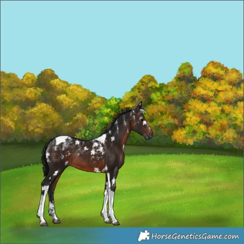 Horse Color:Powder White Gray Bay Tobiano Rabicano 