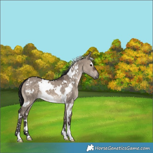 Horse Color:White Spotted Brown Dun 