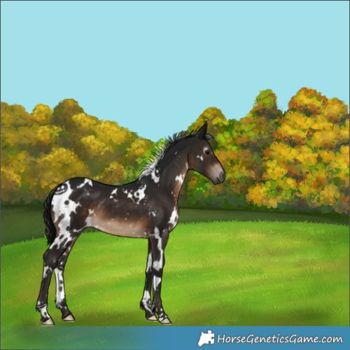 Horse Color:Gray White Spotted Brown