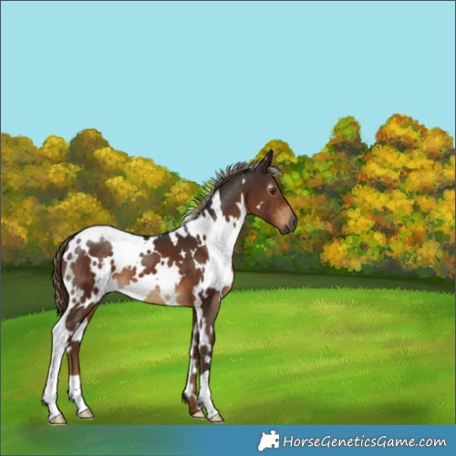Horse Color:Gray White Spotted Liver Chestnut 