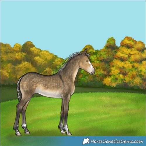 Horse Color:Silver Buckskin Dun 