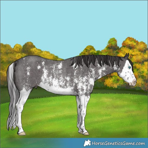 Horse Color:Smoky Black Sabino Splash Rabicano 