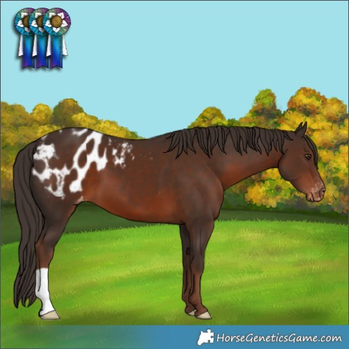 Horse Color:Liver Chestnut Blanket