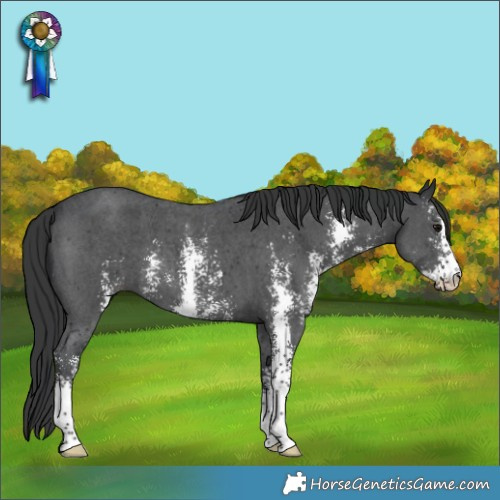Horse Color:Black Sabino