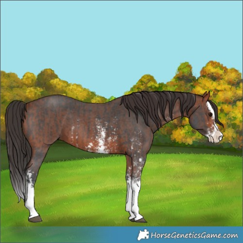 Horse Color:Brown Sabino Splash and Bay Sabino Splash