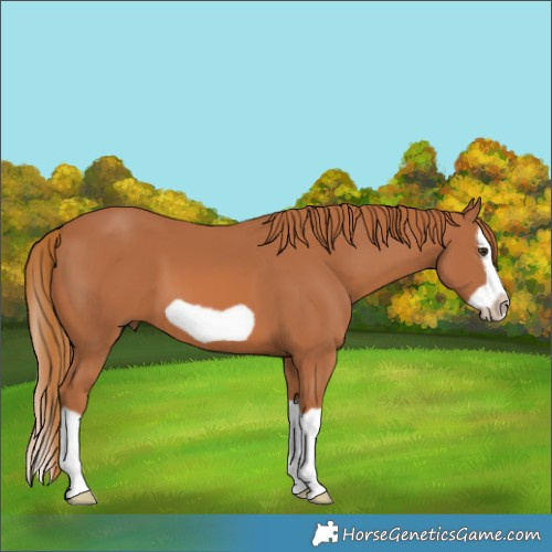 Horse Color:Chestnut Splash Frame 