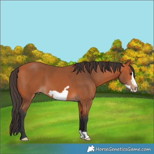 Horse Color:Bay Frame 
