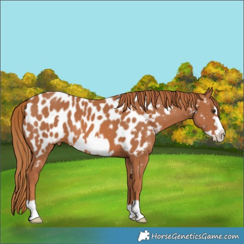 Horse Color:Chestnut Frame Near Leopard