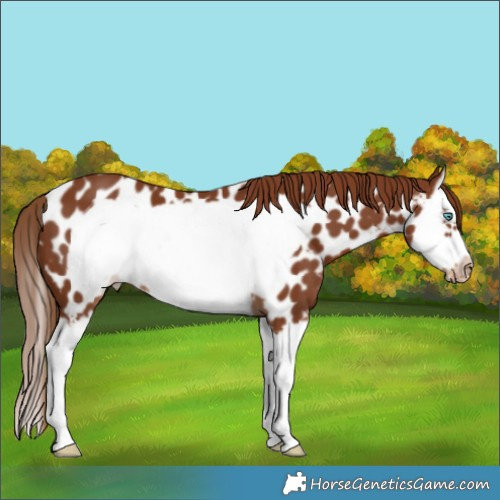 Horse Color:Chestnut Splash Frame Near Leopard 