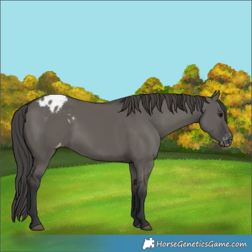 Horse Color:Grullo Varnish 