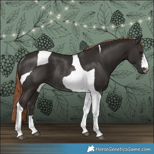 Horse Color:Liver Chestnut Tobiano Rabicano 