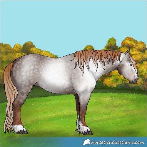 Horse Color:Gray Chestnut 