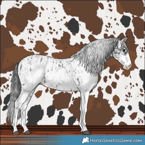 Horse Color:Black Sabino  and White Spotted Black 