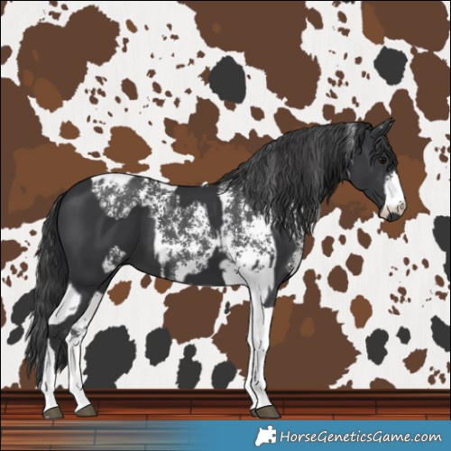 Horse Color:Black Sabino and Black Tobiano