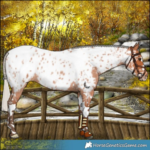 Horse Color:Silver Bay Roan Tobiano Frame Near Leopard Rabicano