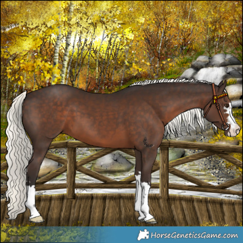 Horse Color:Liver Chestnut Mushroom