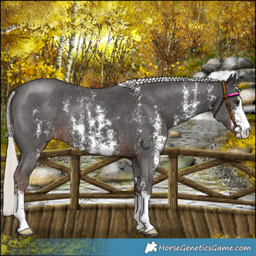 Horse Color:Liver Chestnut Mushroom Sabino