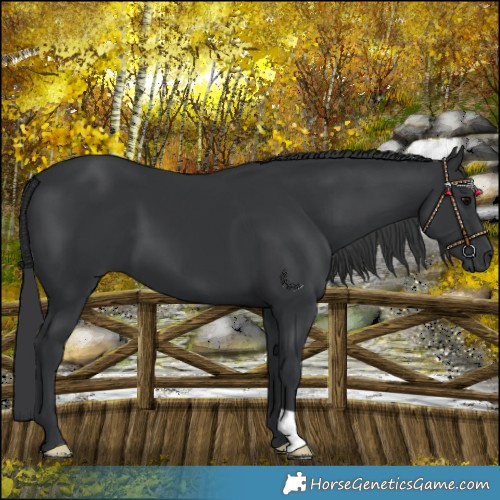 Horse Color:Black 