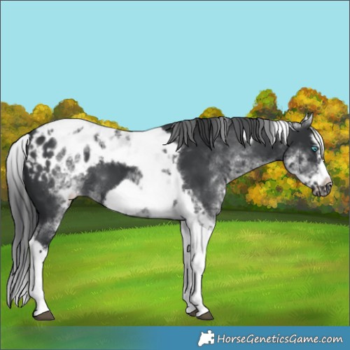 Horse Color:White Spotted Black Splash Tobiano Frame Blanket