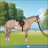 Horse Color:Gray Silver Smoky Creme Dun 