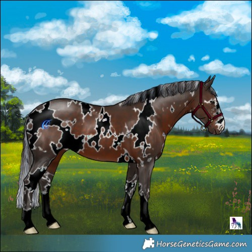 Horse Color:Painted White Spotted Liver Chestnut